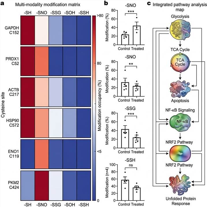 Key results from Xiao et al. 2025 (Signal Transduction and Targeted Therapy): low-input redoxomics workflow for simultaneous profiling of five cysteine redox states, age-dependent redox modification changes in primate colon tissues, modification-specific functional enrichment patterns, bimodal cysteine oxidation distribution, metabolite suppression of oxidative stress, and calorie restriction-mediated redoxome rejuvenation.