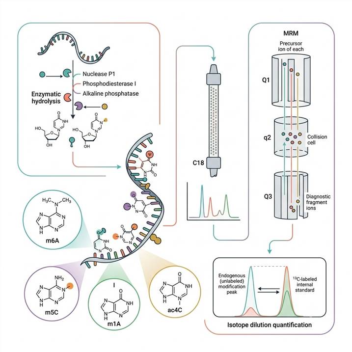 Scientific infographic of RNA modification quantification by LC-MS/MS concept: an RNA molecule with colored modification marks (m6A in teal, pseudouridine in coral, m5C in purple, m1A in orange, inosine in green) on a white background, showing enzymatic RNA hydrolysis releasing individual modified ribonucleosides that are separated by HPLC column (C18 reverse-phase) and detected by triple quadrupole mass spectrometer with MRM transitions, alongside a quantitative bar chart showing absolute modification abundance (fmol/μg RNA) across control and treatment groups. Teal-coral-purple color scheme, photorealistic scientific illustration style, clean minimal composition.