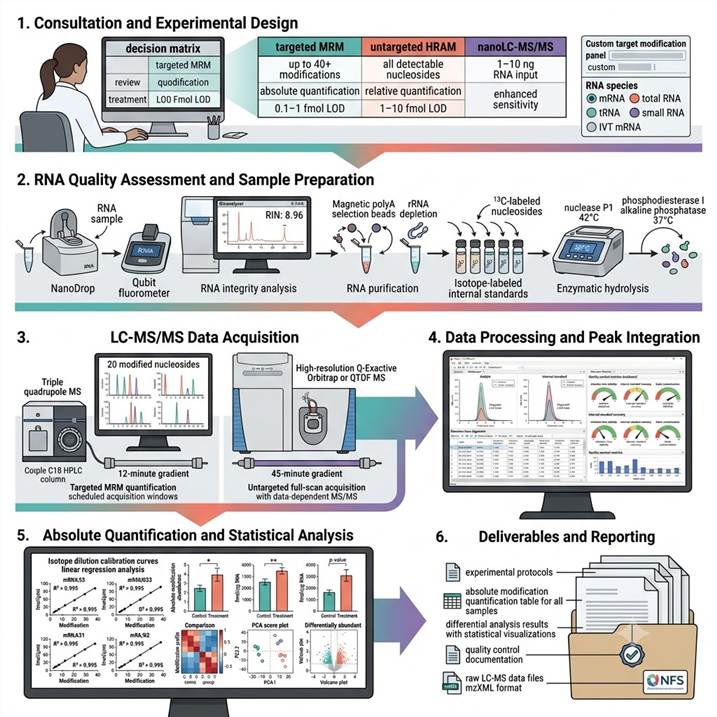 Six-panel workflow diagram showing the RNA modification quantification by LC-MS/MS pipeline: (1) Experimental design and modification target selection with MRM panel design; (2) RNA quality assessment, internal standard addition, and enzymatic hydrolysis to nucleosides; (3) LC-MS/MS data acquisition on triple quadrupole MRM and high-resolution QTOF platforms; (4) Data processing with peak integration, retention time alignment, and modification identification by accurate mass matching; (5) Absolute quantification using isotope dilution calibration curves with statistical analysis and differential modification visualization; (6) Final reporting with comprehensive modification abundance tables, statistical results, and integrated multi-omic correlation analysis.