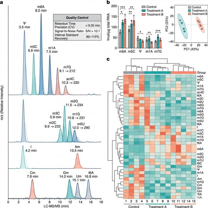 Representative RNA modification quantification results panel: (Left) Overlaid MRM chromatograms showing baseline-resolved peaks for 20 modified ribonucleosides and their isotope-labeled internal standards from a single 12-minute LC-MS/MS injection, with retention time labels and MRM transition annotations. (Center) Absolute quantification bar chart comparing m⁶A, m⁵C, Ψ, m¹A, m⁷G, and ac⁴C abundance (fmol/μg RNA) across control and treatment groups with statistical significance markers, showing differential modification patterns. (Right) Heat map and PCA plot showing global RNA modification profile comparison across multiple biological replicates and conditions, with modification abundance values color-coded (teal = low, coral = high) and sample clustering by modification profile.