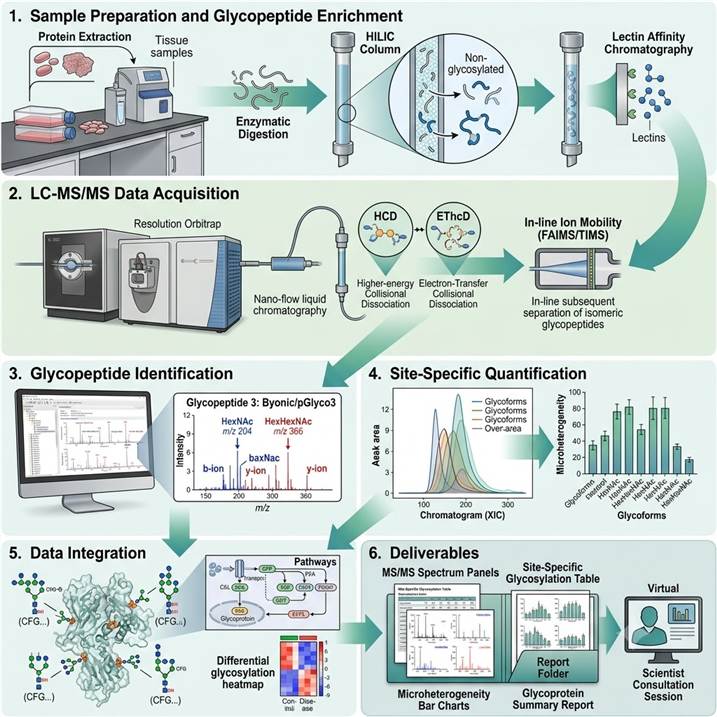 Six-step workflow diagram showing the Site-Specific Glycosylation Analysis pipeline from sample preparation and glycopeptide enrichment through LC-MS/MS acquisition, glycopeptide identification, site-specific quantification and microheterogeneity analysis, data integration with biological annotation, and final publication-ready deliverables.