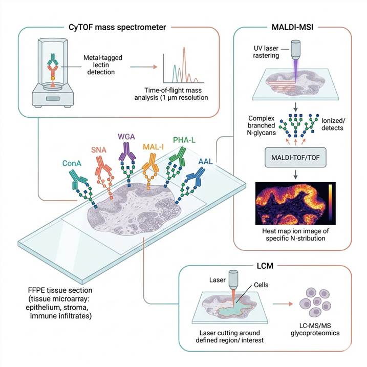 Scientific illustration of spatial glycan and lectin profiling concept: a tissue section on a glass slide showing multiplexed lectin imaging with different colored lectin probes (wheat germ agglutinin, concanavalin A, Sambucus nigra lectin, Maackia amurensis lectin) binding to specific glycan structures on the tissue surface, alongside MALDI-MSI mass spectrometry imaging showing spatially resolved N-glycan distribution heat maps overlaid on tissue morphology, with laser capture microdissection capturing specific tissue regions for LC-MS/MS glycoproteomics. Clean white background, photorealistic scientific illustration style, teal-coral color scheme representing spatial and glycan detection themes.