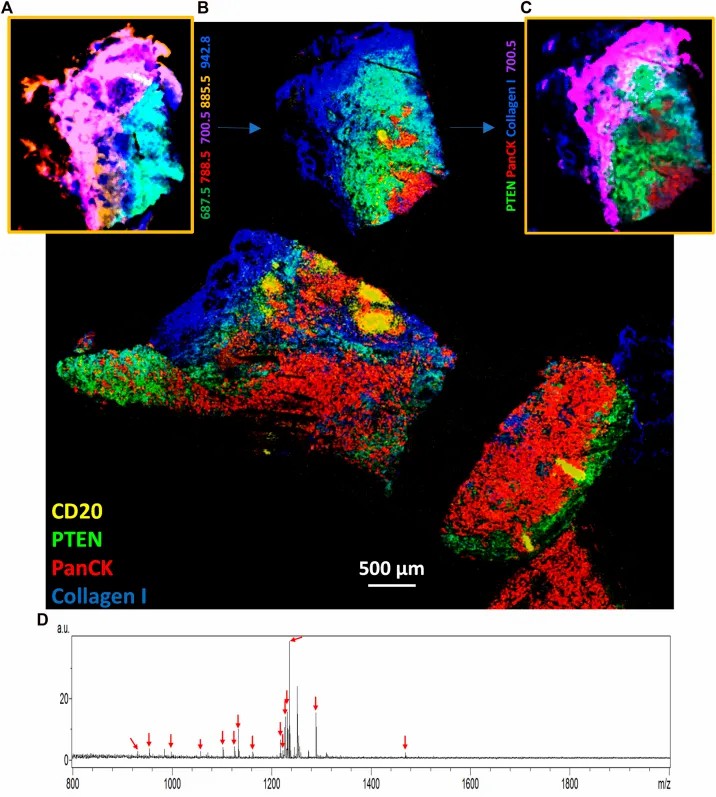 MALDI HiPLEX-IHC multiplex imaging of FFPE tissue section showing spatially resolved detection of multiple protein targets (Yagnik et al., 2023).