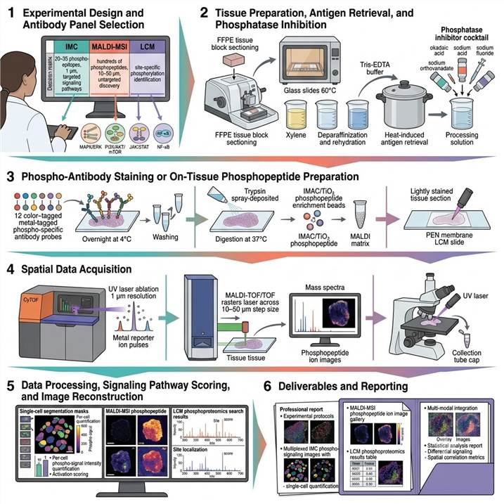 Six-panel workflow diagram showing the spatial phospho-signaling analysis pipeline: (1) Experimental design with antibody panel selection based on signaling pathways of interest (MAPK, PI3K/AKT, JAK/STAT, NF-κB) and tissue type; (2) Tissue preparation from FFPE or fresh frozen sections with phosphatase inhibition to preserve endogenous phosphorylation states; (3) Phospho-antibody staining with metal-tagged phospho-specific antibody panel or on-tissue tryptic digestion with phosphopeptide enrichment; (4) Spatial data acquisition on CyTOF (IMC), MALDI-MSI (10–50 μm), or laser capture microdissection; (5) Data processing with single-cell segmentation, signaling pathway activation scoring, phosphopeptide ion image reconstruction, and multi-modal image coregistration; (6) Final reporting with spatial phospho-signaling maps, pathway activity quantification, and integrated multi-omics visualization.