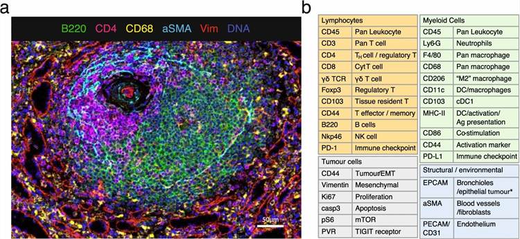 Key results from van Maldegem et al. 2021 (Nature Communications): (Figure 1) Optimized IMC workflow showing antibody panel design with 27 markers including immune lineage, activation, functional, and signaling markers, automated imcyto image segmentation pipeline, and tissue classification strategy. (Figure 2) IMC images comparing vehicle-treated and KRAS G12C inhibitor-treated tumors across multiple immune cell markers (CD8, CD4, FoxP3, CD11c, F4/80), showing increased immune cell infiltration in drug-treated tumors. (Figure 3) Spatial neighborhood analysis and cellular interaction maps demonstrating increased CD8 T cell-dendritic cell proximity in inhibitor-treated tumors. (Figure 4) Quantification of immune cell populations across treatment groups with statistical analysis. (Figure 5) Multiplexed signaling protein analysis (p-STAT3, p-S6, p-ERK) showing cell-type-specific pathway modulation following KRAS G12C inhibition.