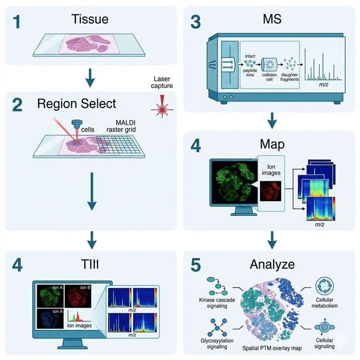 Vertical workflow diagram showing the five-step spatial PTM profiling pipeline from tissue preparation to data interpretation.