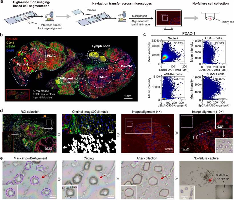 Spatial proteomic landscape of pancreatic tumor microenvironment showing protein expression and modification distribution across tissue compartments (Xu et al., 2024).