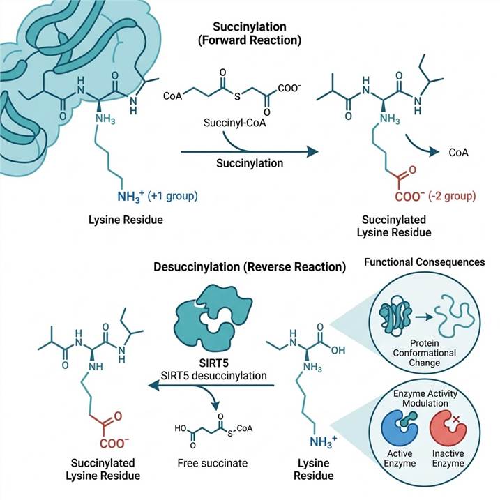 Scientific diagram showing lysine succinylation mechanism: succinyl-CoA donor, +1 to -1 charge reversal on lysine residue, SIRT5-mediated desuccinylation, and functional consequences. Nature journal style flat vector illustration, blue-cyan color scheme, white background.