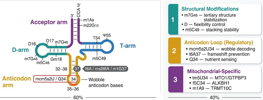 tRNA structure and modification positions — D-loop T-loop anticodon loop CCA arm modifications m7G m5C pseudouridine dihydrouridine anticodon wobble modifications mcm5s2U t6A queuosine