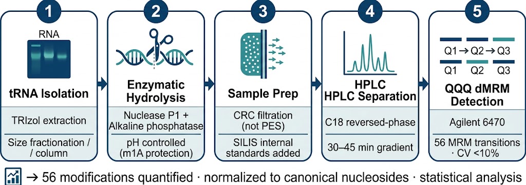 tRNA LC-MS workflow: extraction hydrolysis and dMRM