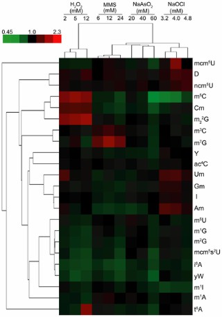 tRNA modification heatmap: stress signatures from yeast