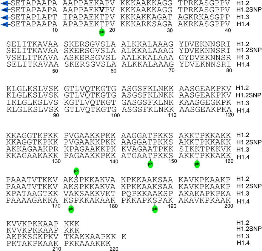 Top-down MS/MS-identified post-translational modifications of histone variants.