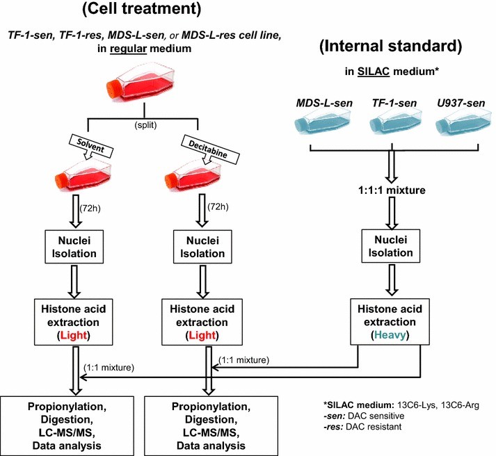 Experimental design for analysis of histone modifications.