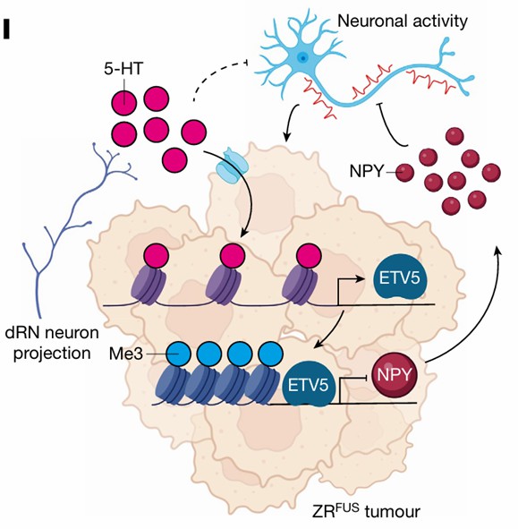 Serotonin regulation in tumor progression visualized.