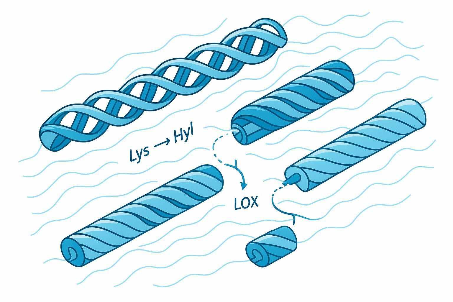 The Ultimate Guide to Collagen Lysine Hydroxylation and Cross-Linking Analysis: Study Design, Sample Considerations, and Application Scenarios