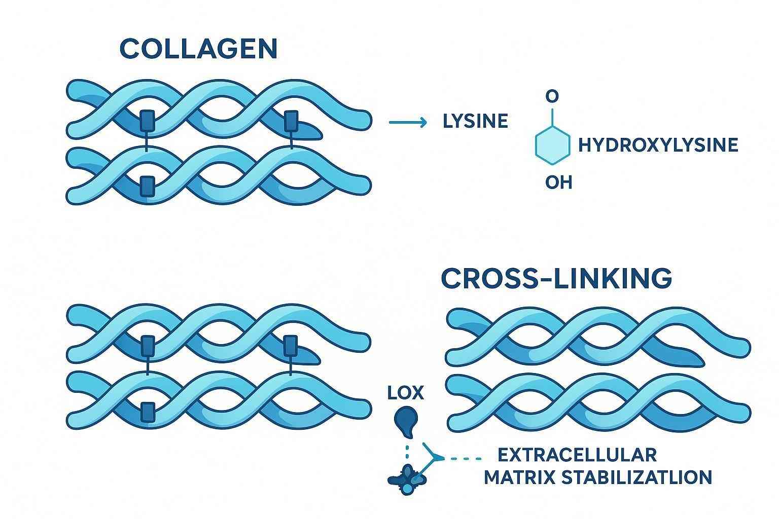 collagen lysine hydroxylation and cross linking in extracellular matrix