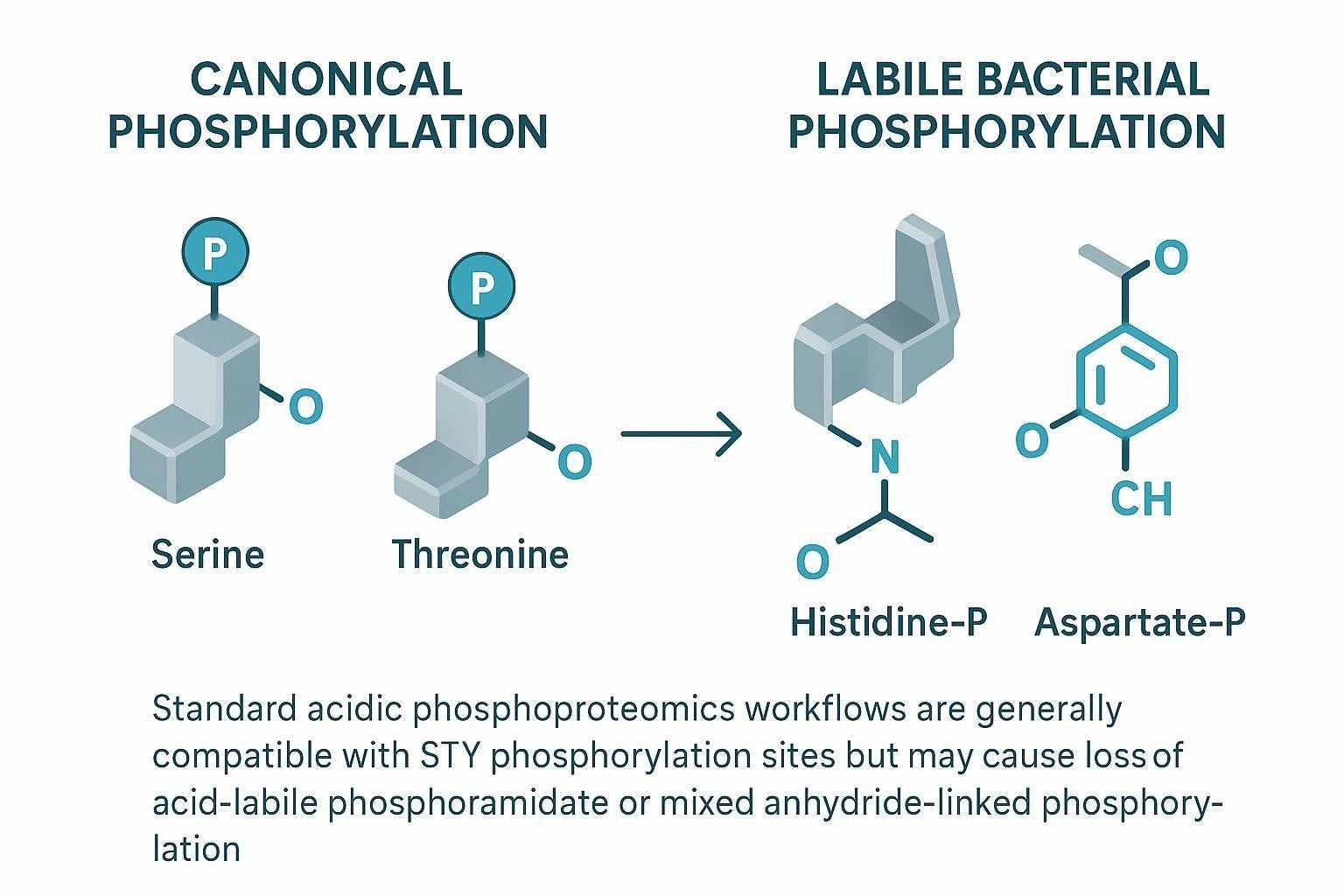 Labile Asp-P and His-P in bacterial phosphoproteomics under standard acidic workflow conditions