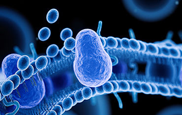 Membrane Analysis Solution