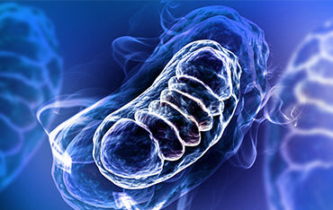 Mitochondrial Analysis Solution