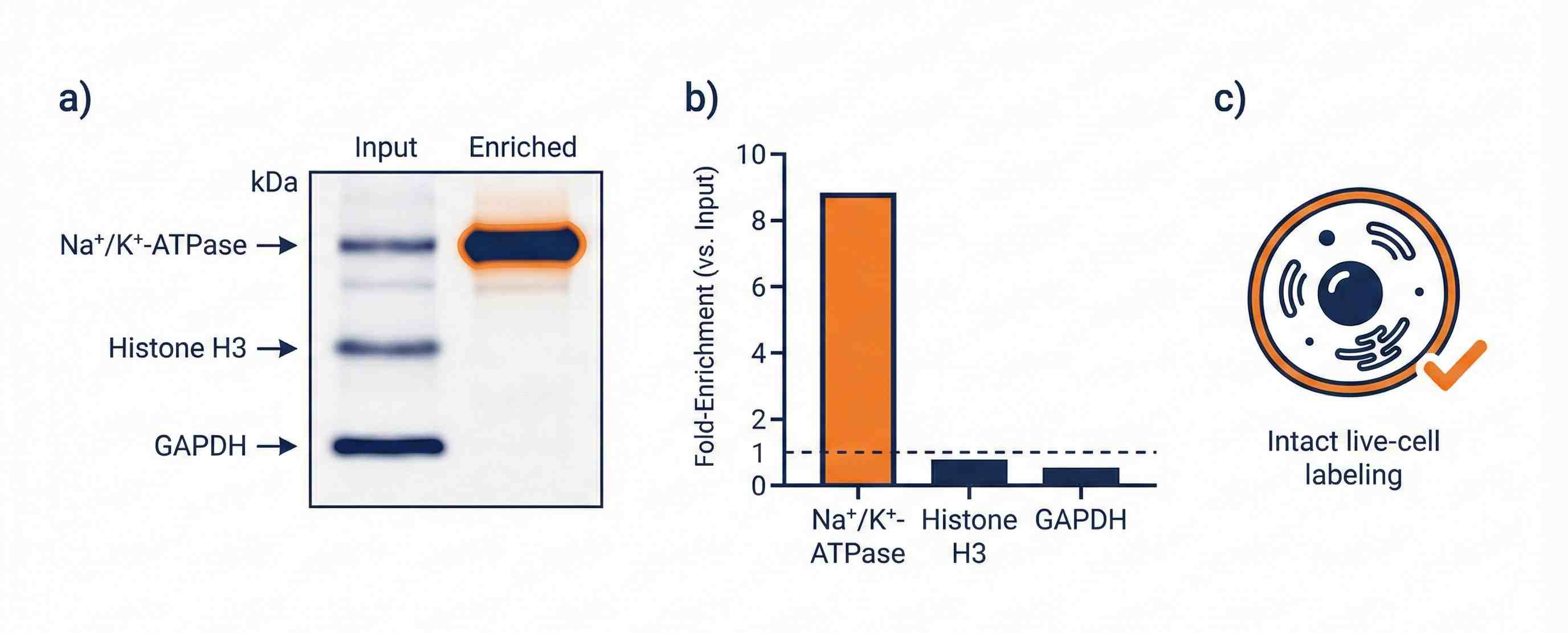  QC figure with input vs enriched markers: Na+/K+-ATPase up, Histone H3 and GAPDH down; integrity check.