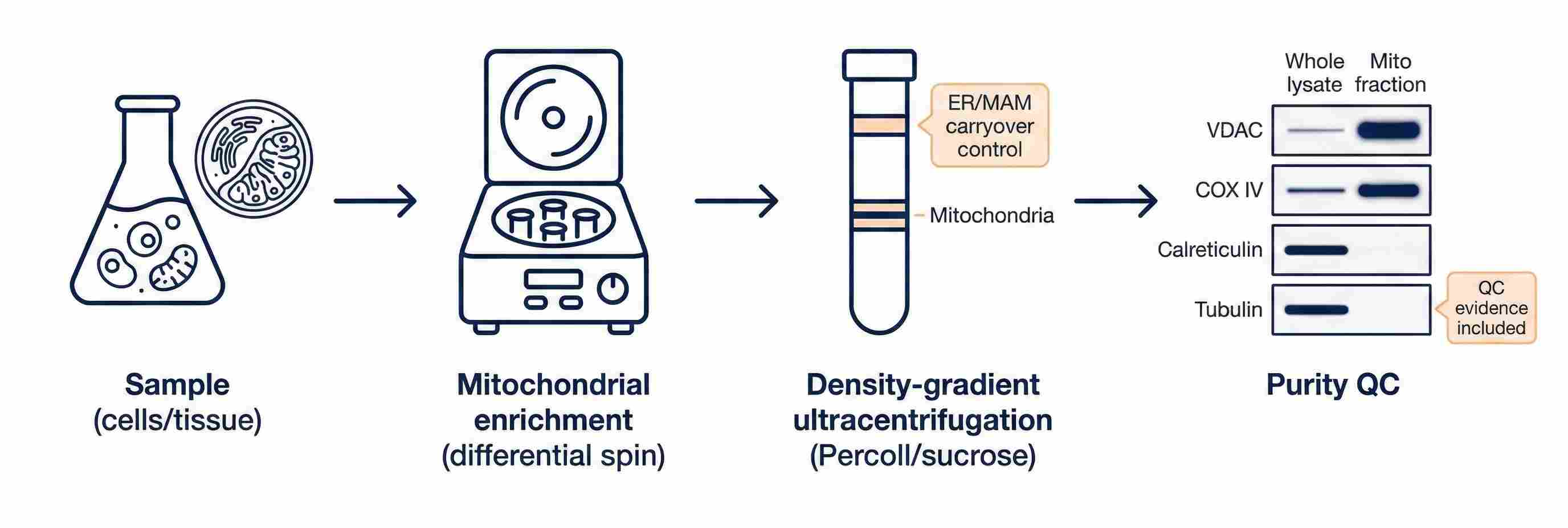 Mitochondrial isolation workflow showing density-gradient enrichment and Western blot purity QC markers.