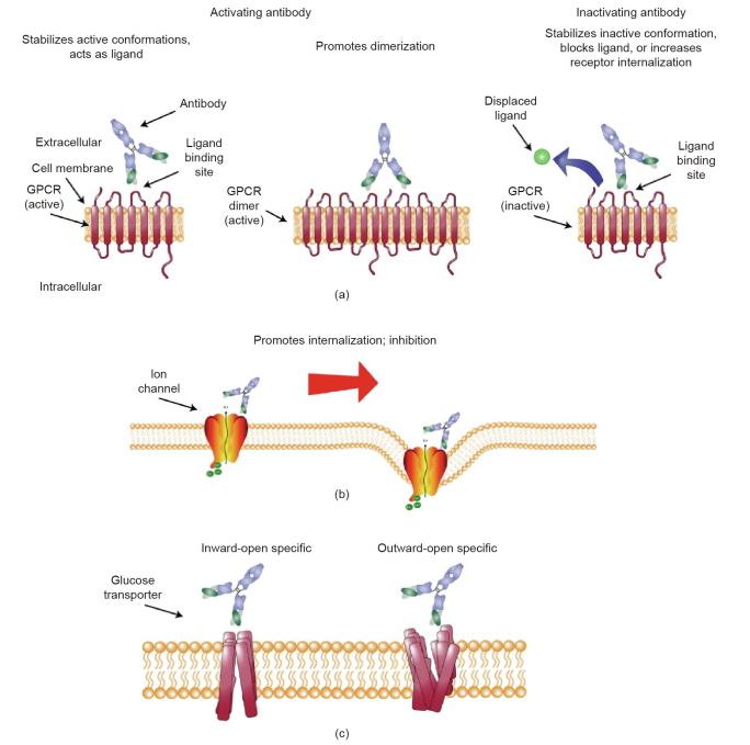 Fig.1 Select paths for antibodies targeting membrane proteins.