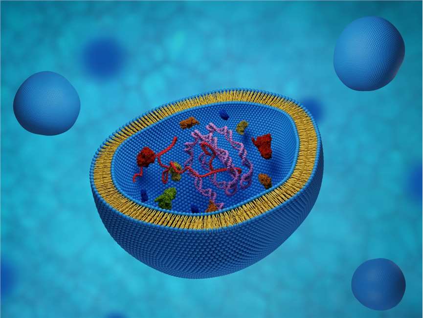 Fig. 1 mRNA-encapsulated exosomes.