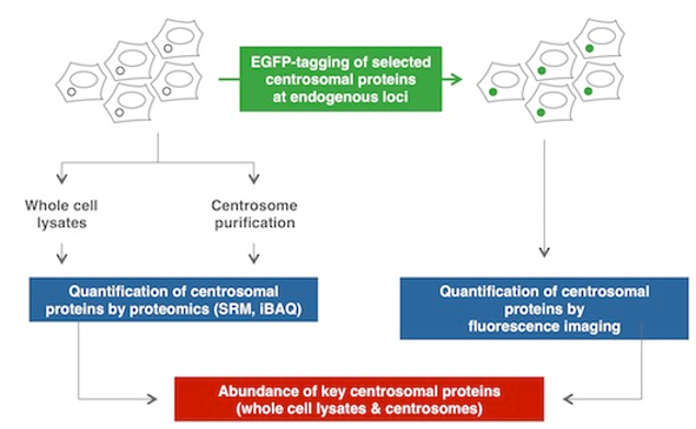 Centrosome Analysis Services