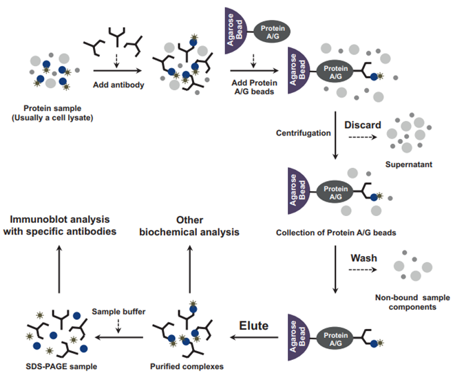 Co-Immunoprecipitation (Co-IP) Service