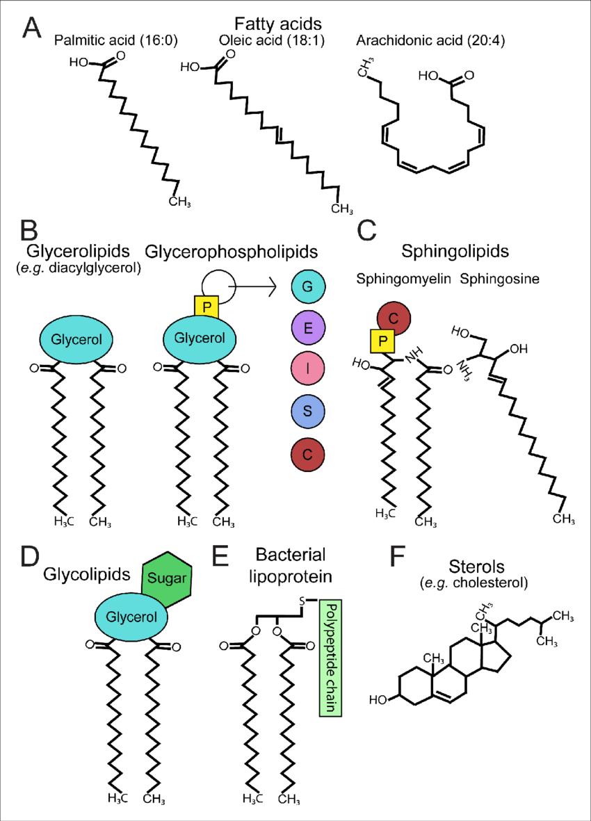 Classification of membrane lipids