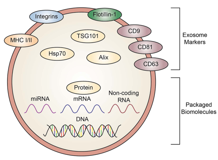 Exosome markers and contents