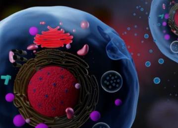 Exosome Transfer Research