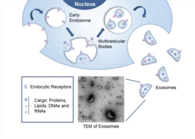 Fig. 1 Exosomes arise from the endocytic pathway that begins with the invagination of the plasma membrane to form an endosome.