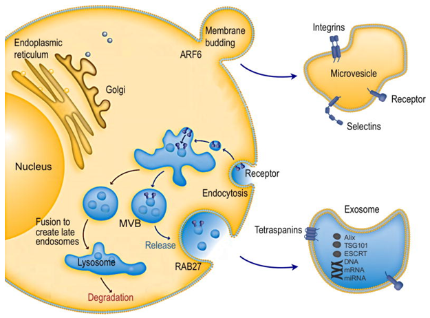 Extracellular Vesicles Analysis Services