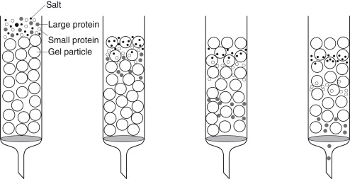 Progressive separation of molecules of different sizes by gel filtration