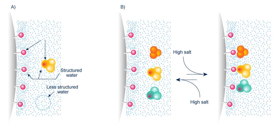 Effect of salts on hydrophobic interactions
