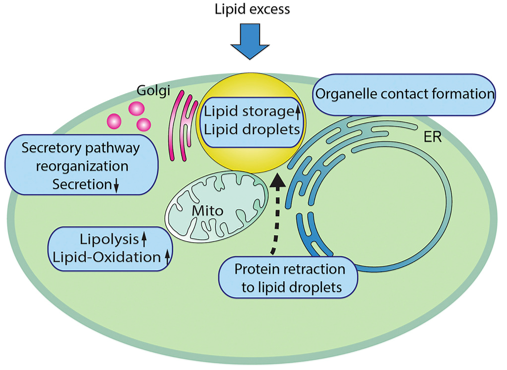 Golgi Apparatus Analysis Services