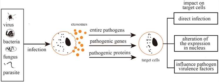 Fig. 1 Exosomes mediate further infection.