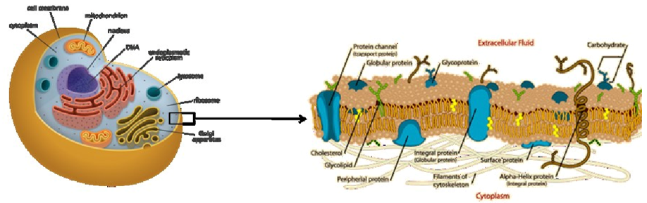 Membrane Omics Analysis Services