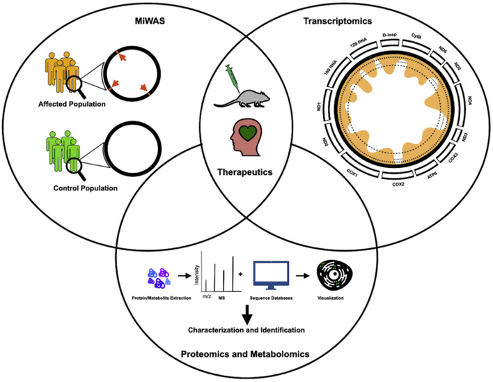 Mitochondrial Analysis Services