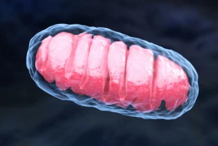 Mitochondrial Function Analysis