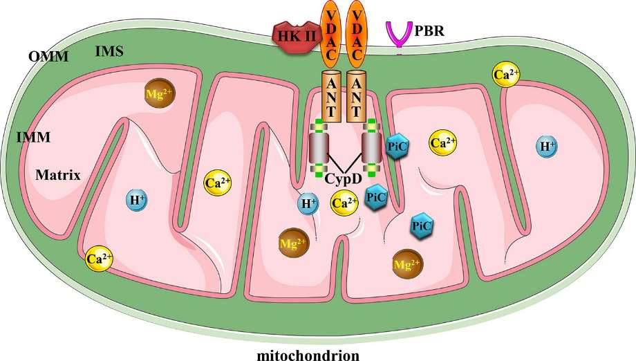 Canonical mitochondrial MPTP molecular structure