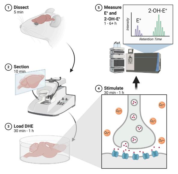 Evaluating redox homeostasis involves gauging the levels of reactive oxygen species (ROS) and reactive nitrogen species (RNS) directly in tissues and cells 