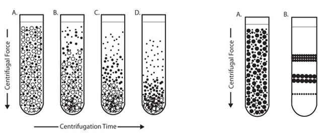 Mitochondrial Isolation and Mitochondrial Protein Purification Service