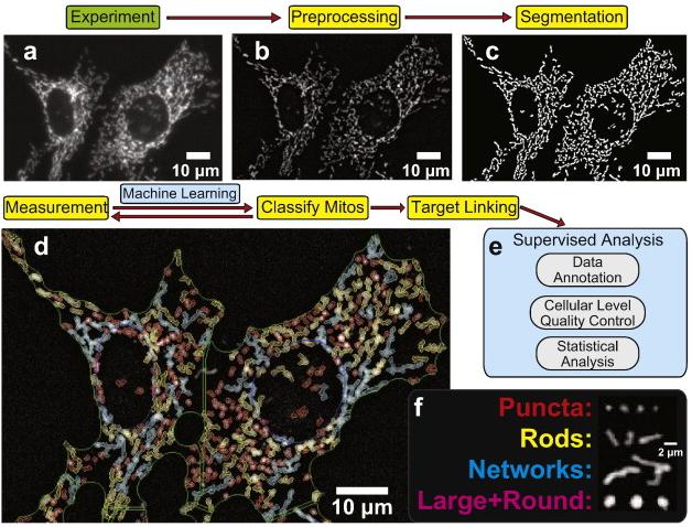 Fig. 1 Overview of morphological binning-based analysis of mitochondrial morphology.