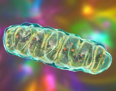 Mitochondrial Phenotype Analysis