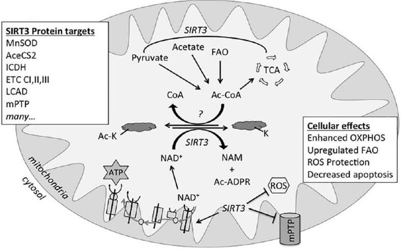 Fig. 1 Reversible lysine acetylation.