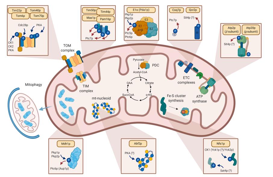 Fig. 1 Highlights of mitochondrial processes affected by protein phosphorylation.