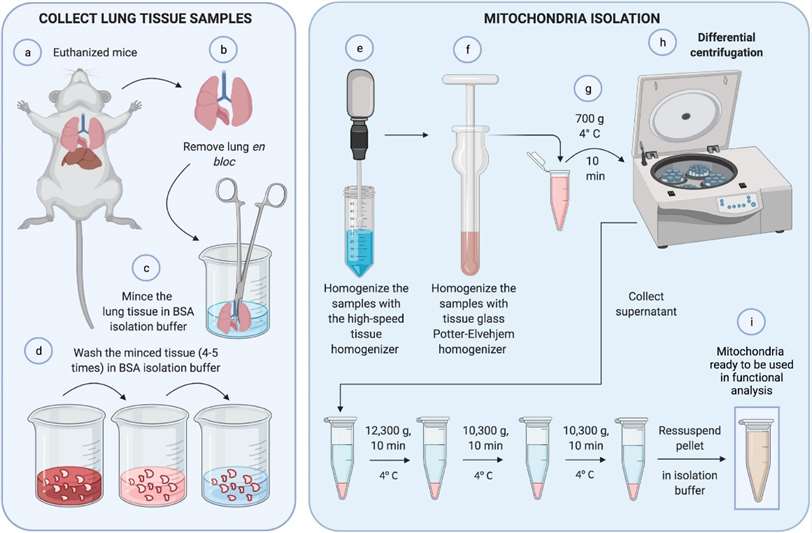 Mitochondrial isolation