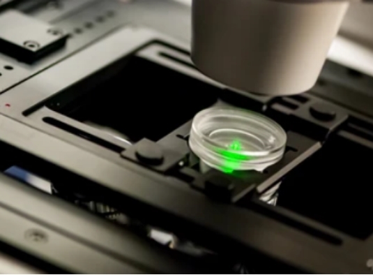 Mitochondrial ROS Analysis